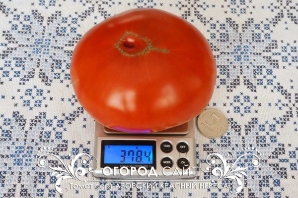 урожайные сорта томатов | ОГОРОД.сайт